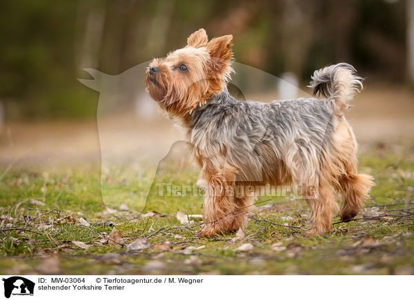 stehender Yorkshire Terrier / standing Yorkshire Terrier / MW-03064