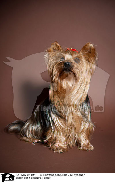 sitzender Yorkshire Terrier / sitting Yorkshire Terrier / MW-04194