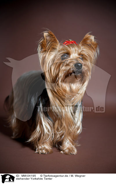 stehender Yorkshire Terrier / standing Yorkshire Terrier / MW-04195