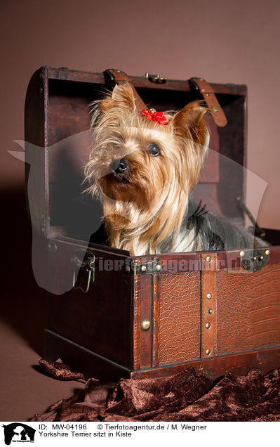 Yorkshire Terrier sitzt in Kiste / Yorkshire Terrier sits in crate / MW-04196