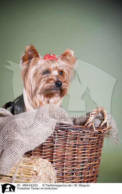 Yorkshire Terrier im krbchen / Yorkshire Terrier in basket / MW-04203