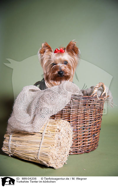 Yorkshire Terrier im krbchen / Yorkshire Terrier in basket / MW-04206