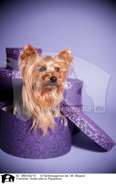 Yorkshire Terrier sitzt in Papierbox / MW-04210