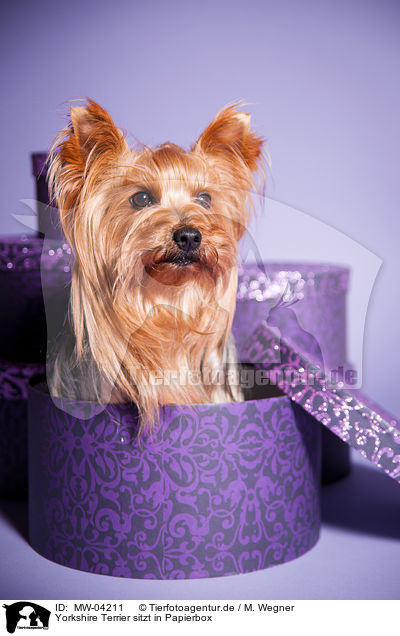 Yorkshire Terrier sitzt in Papierbox / Yorkshire Terrier sits in paper box / MW-04211