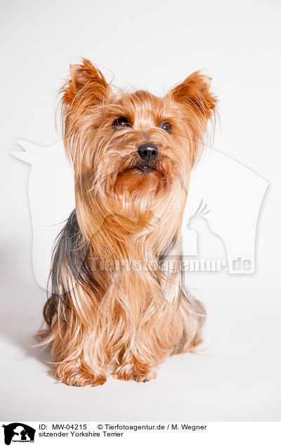 sitzender Yorkshire Terrier / sitting Yorkshire Terrier / MW-04215