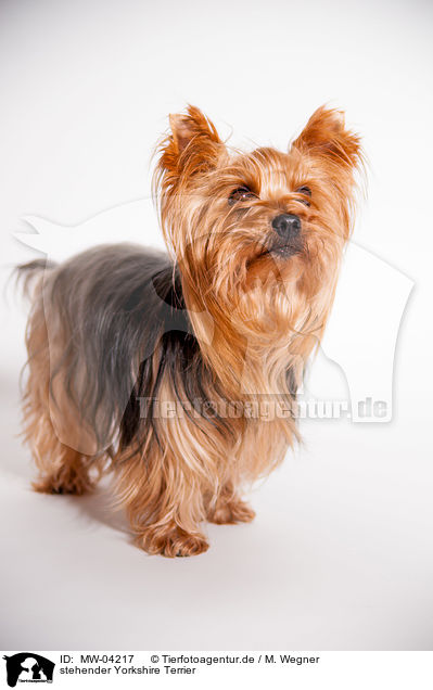 stehender Yorkshire Terrier / standing Yorkshire Terrier / MW-04217