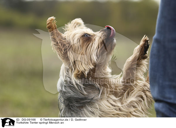 Yorkshire Terrier springt Mensch an / Yorkshire Terrier jumps at human / DG-09166