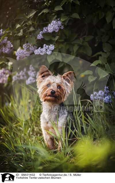 Yorkshire Terrier zwischen Blumen / Yorkshire Terrier between flowers / SM-01402