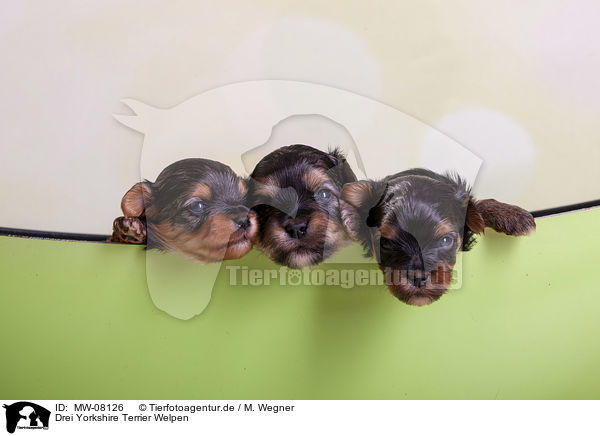Drei Yorkshire Terrier Welpen / three Yorkshire Terrier Puppies / MW-08126