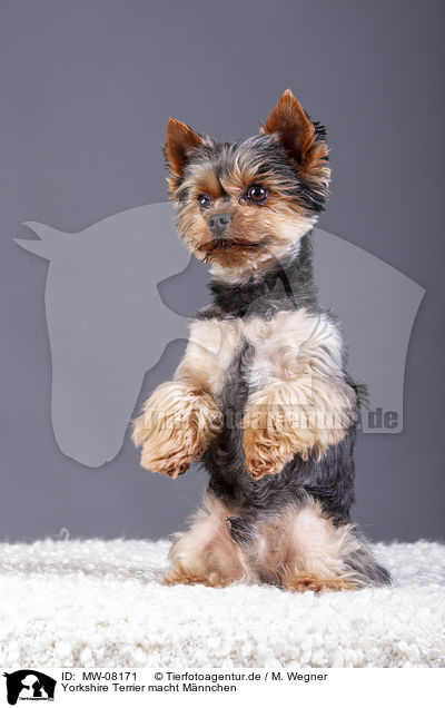 Yorkshire Terrier macht Mnnchen / Yorkshire Terrier sits and beg / MW-08171
