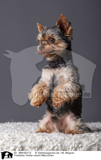 Yorkshire Terrier macht Mnnchen / Yorkshire Terrier sits and beg / MW-08172