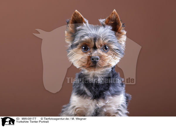 Yorkshire Terrier Portrait / MW-08177