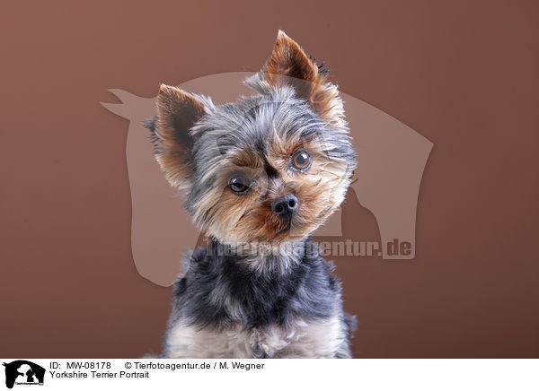 Yorkshire Terrier Portrait / Yorkshire Terrier Portrait / MW-08178