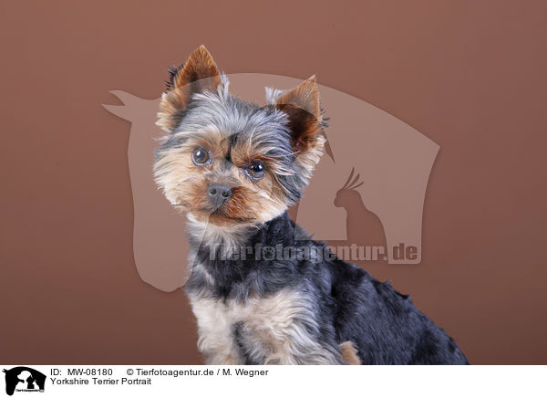 Yorkshire Terrier Portrait / MW-08180