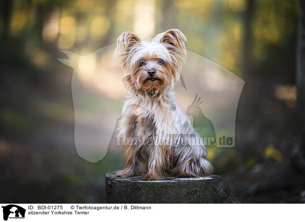 sitzender Yorkshire Terrier / sitting Yorkshire Terrier / BDI-01275