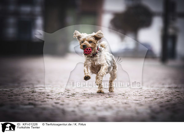 Yorkshire Terrier / KFI-01226