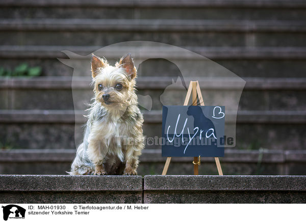 sitzender Yorkshire Terrier / sitting Yorkshire Terrier / MAH-01930