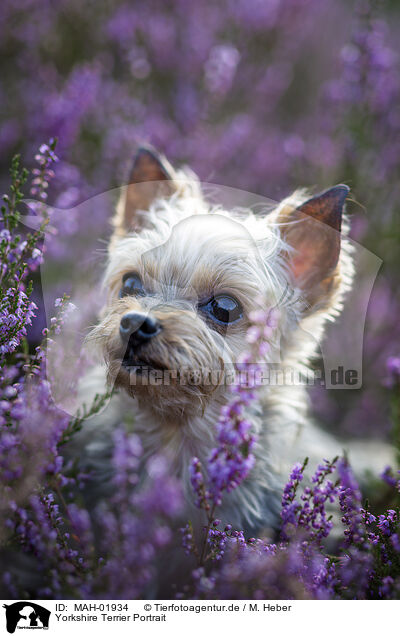Yorkshire Terrier Portrait / MAH-01934