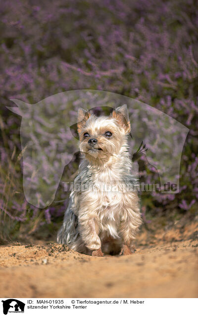 sitzender Yorkshire Terrier / MAH-01935