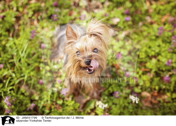 sitzender Yorkshire Terrier / JAM-01796