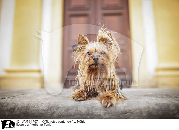 liegender Yorkshire Terrier / lying Yorkshire Terrier / JAM-01797
