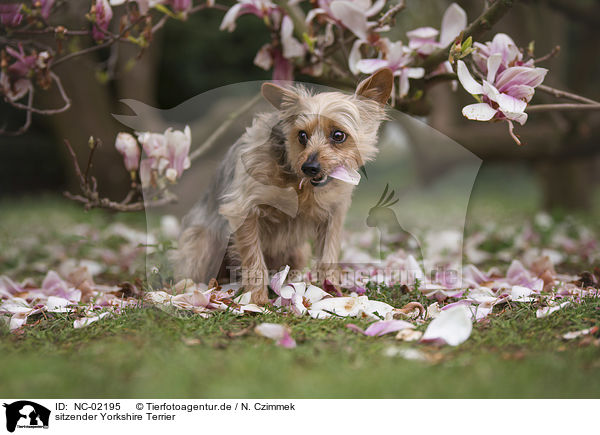 sitzender Yorkshire Terrier / NC-02195