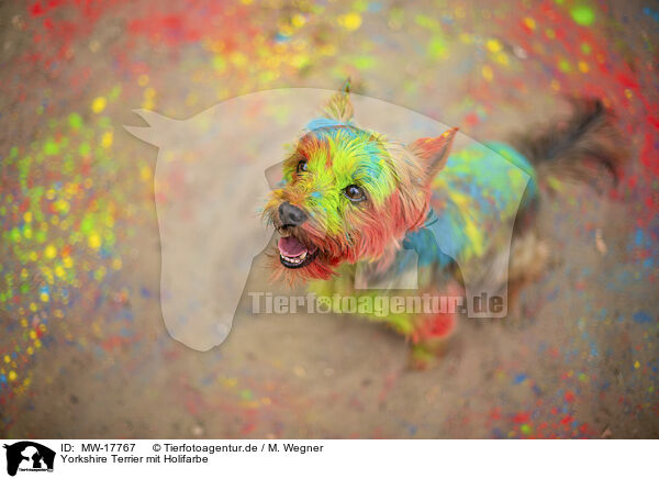 Yorkshire Terrier mit Holifarbe / Yorkshire Terrier with holi colour / MW-17767