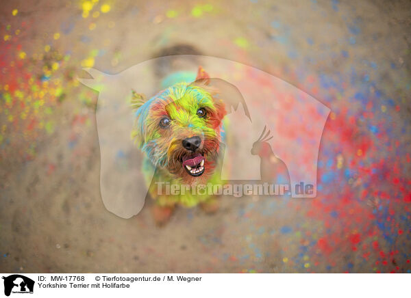 Yorkshire Terrier mit Holifarbe / Yorkshire Terrier with holi colour / MW-17768