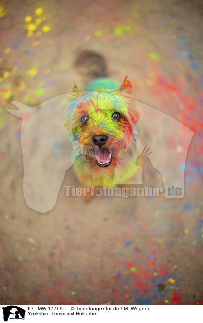 Yorkshire Terrier mit Holifarbe / Yorkshire Terrier with holi colour / MW-17769