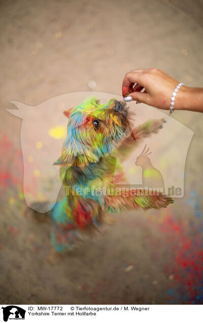 Yorkshire Terrier mit Holifarbe / MW-17772