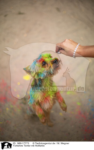 Yorkshire Terrier mit Holifarbe / Yorkshire Terrier with holi colour / MW-17773