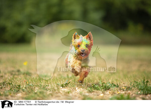 Yorkshire Terrier mit Holifarbe / MW-17781