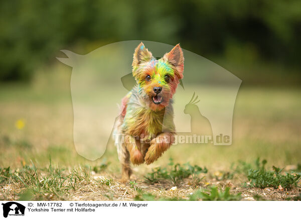 Yorkshire Terrier mit Holifarbe / MW-17782