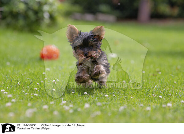 Yorkshire Terrier Welpe / JM-08831