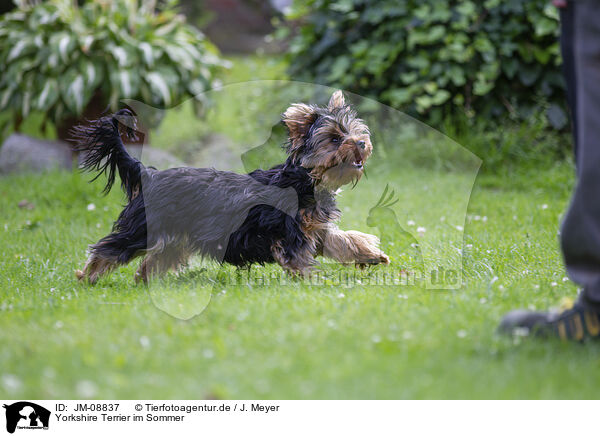 Yorkshire Terrier im Sommer / Yorkshire Terrier in summer / JM-08837