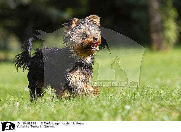 Yorkshire Terrier im Sommer / JM-08848