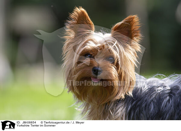 Yorkshire Terrier im Sommer / JM-08854