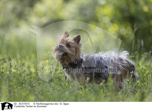 Yorkshire Terrier im Sommer / SI-01913