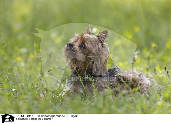 Yorkshire Terrier im Sommer / SI-01915
