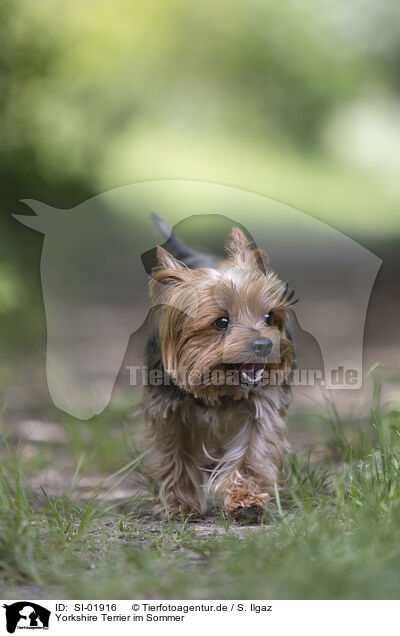 Yorkshire Terrier im Sommer / SI-01916