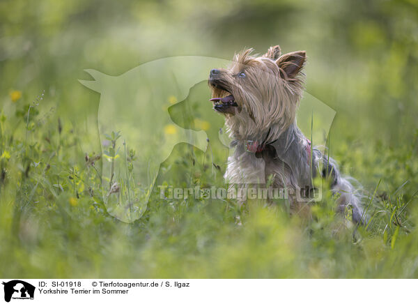 Yorkshire Terrier im Sommer / SI-01918