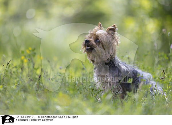 Yorkshire Terrier im Sommer / SI-01919