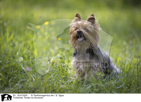 Yorkshire Terrier im Sommer / SI-01920