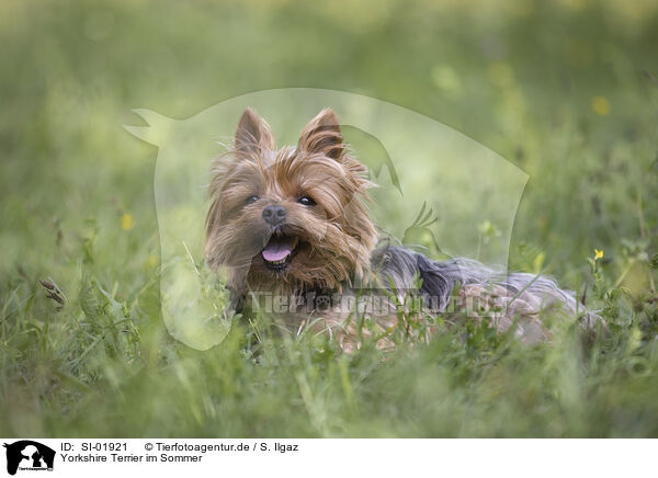 Yorkshire Terrier im Sommer / SI-01921