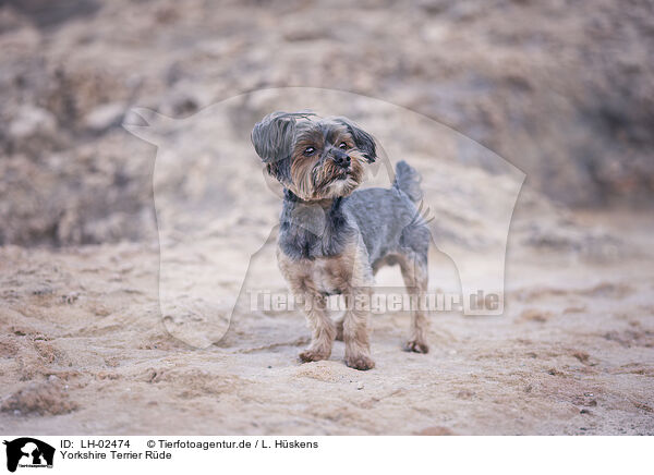 Yorkshire Terrier Rde / male Yorkshire Terrier / LH-02474