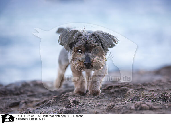 Yorkshire Terrier Rde / male Yorkshire Terrier / LH-02475