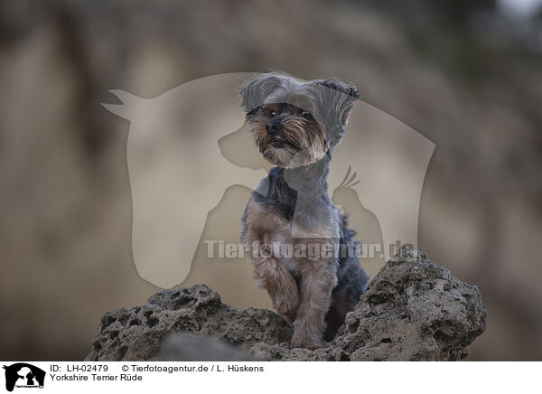 Yorkshire Terrier Rde / LH-02479