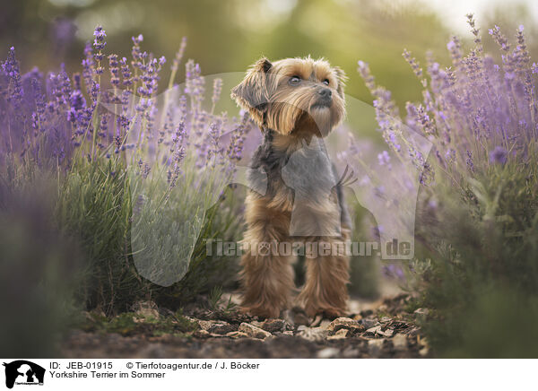 Yorkshire Terrier im Sommer / Yorkshire Terrier in summer / JEB-01915