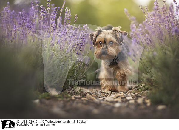 Yorkshire Terrier im Sommer / JEB-01916