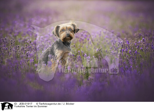 Yorkshire Terrier im Sommer / JEB-01917